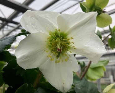 Hellebore Lisan 2 Litre