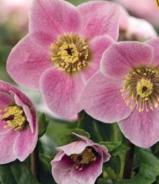 Hellebore Liva 2 Litre