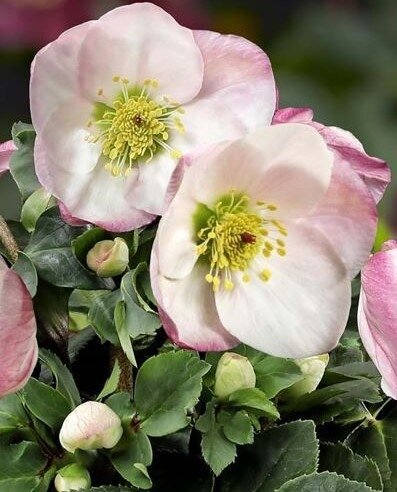 Hellebore Lola 2 Litre