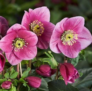 Hellebore Lulu 2 Litre