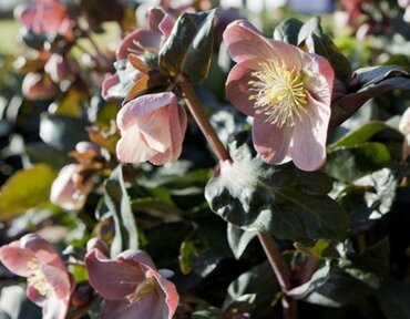 Hellebore Maestro 4.5 Litre