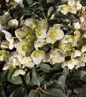 Hellebore Marlon 4.5 litre