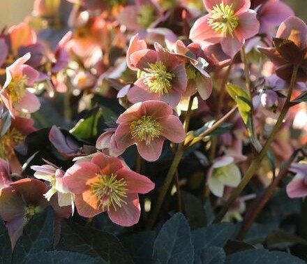 Hellebore Merlin 2 Litre