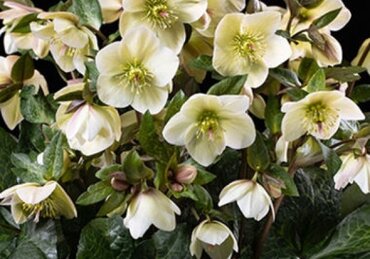 Hellebore Milla Marble 4.5 Litre