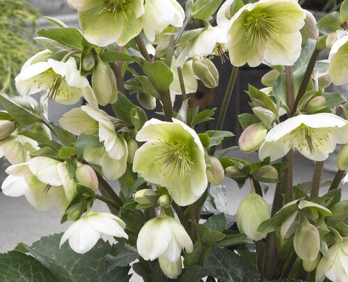 Hellebore Molly's White 2 Litre