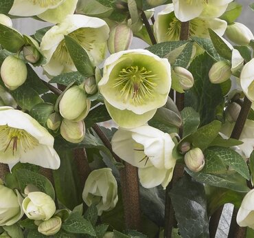 Hellebore Moondance 2 Litre