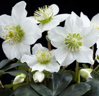 Hellebore niger Christmas Carol 2 Litre