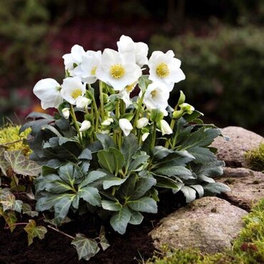 Hellebore niger Jesko 1.5 Litre