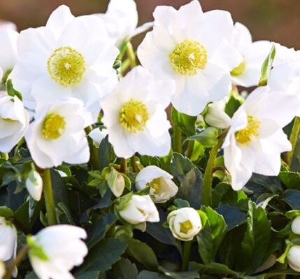 Hellebore niger Jonas 1.5 Litre