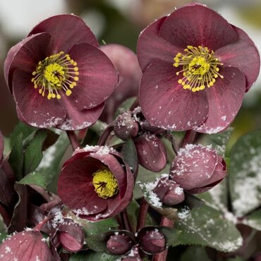 Hellebore Nightingale 4.5 Litre