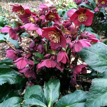 Hellebore Red Romance 4.5 Litre