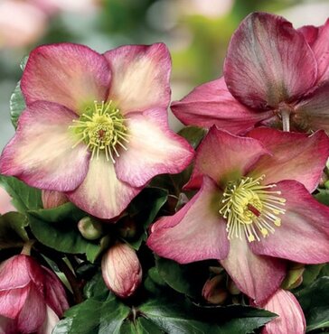 Hellebore Rosali 2 Litre