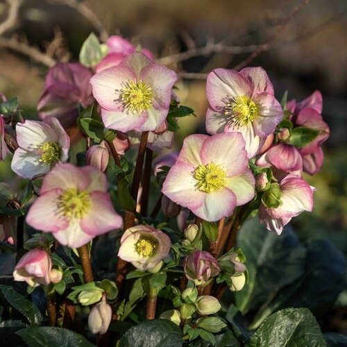 Hellebore Rosetta 4.5 Litre