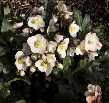 Hellebore Shooting Star 4.5 litre