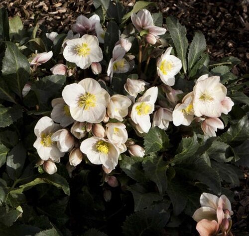 Hellebore Shooting Star 4.5 Litre