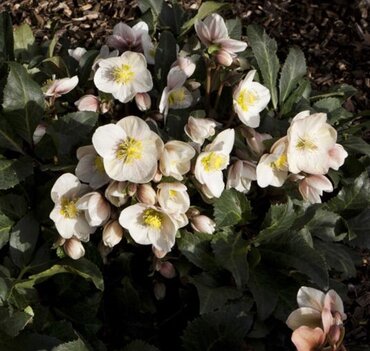 Hellebore Shooting Star 4.5 Litre