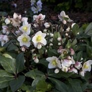 Hellebore Snow Dance 4.5 Litre