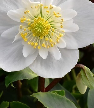 Hellebore Snow Drift 2 Litre