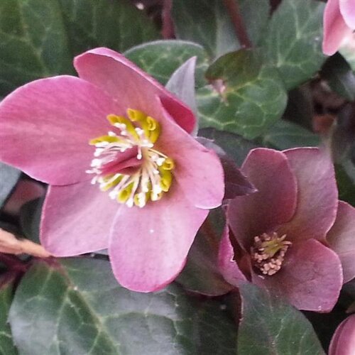 Hellebore Strawberry Moon 2 Litre