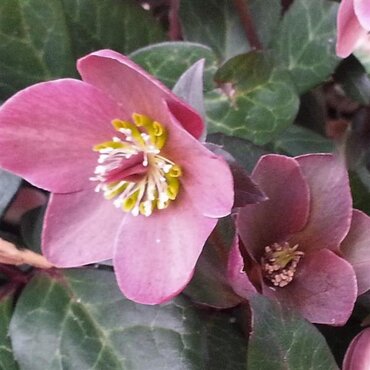 Hellebore Strawberry Moon 2 Litre