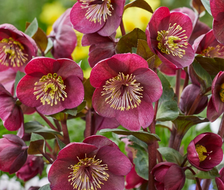 Hellebore Vibey Velvet 2 Litre