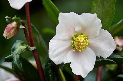 Hellebore ViV Albert 4 Litre