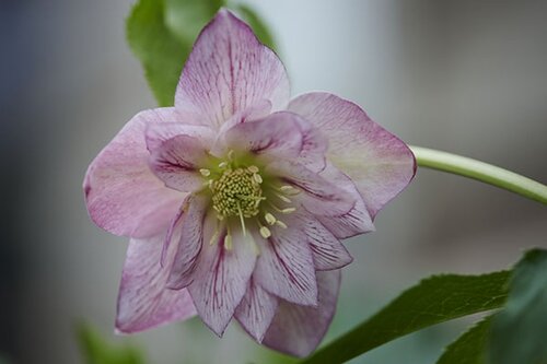 Hellebore Viv Alessia 4 Litre