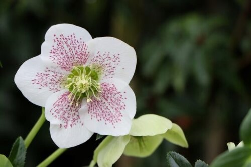 Hellebore Viv Alma 4 Litre