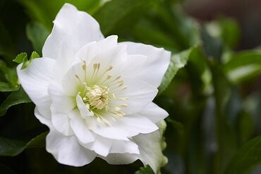 Hellebore Viv Amalia 4 Litre