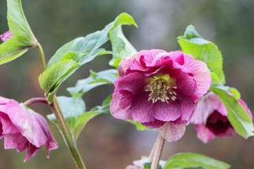 Hellebore Viv Laura 4 Litre