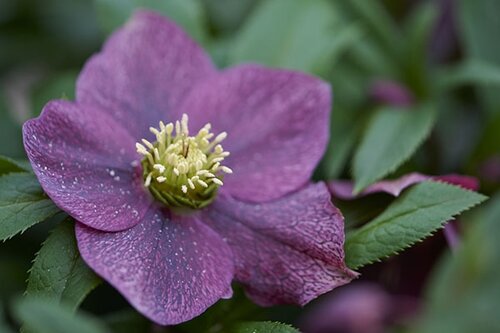 Hellebore Viv Victoria 4 Litre