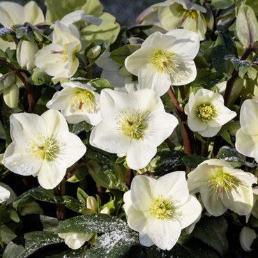 Hellebore White 4.5 Litre