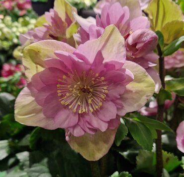 Hellebore Winter Ballet Frilly Rosy 2 Litre