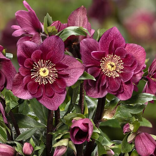 Hellebore Winter Ballet Frilly Ruby 2 Litre