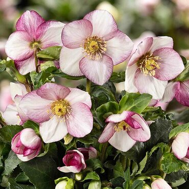 Hellebore Winter Ballet Frostfire 2 Litre