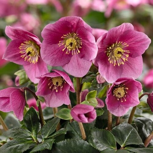 Hellebore Winter Ballet Kacy 2 Litre