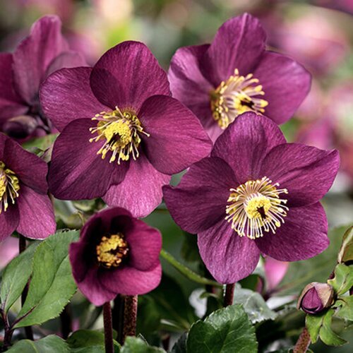 Hellebore Winter Ballet Karli 2 Litre
