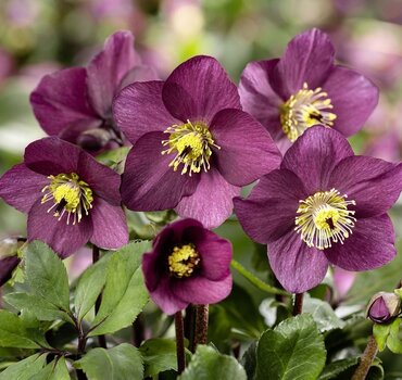 Hellebore Winter Ballet Karli 4.5 Litre