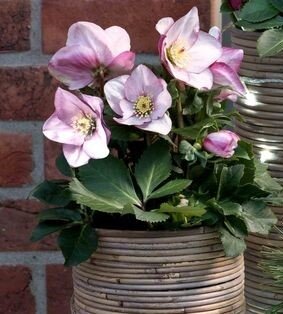 Hellebore Winter Ballet Liara 2 Litre