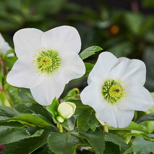 Hellebore Winter Ballet Lisann 2 Litre