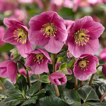 Hellebore Winter Ballet Lulu 2 Litre