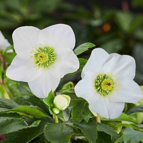 Hellebore Winter Ballet White 2 Litre