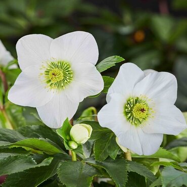 Hellebore Winter Ballet White 2 Litre