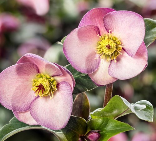Hellebore Early Rose 4.5 litre
