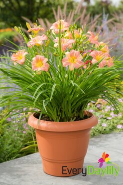 Hemerocallis (Day Lily) Pink Cream 3 Litre