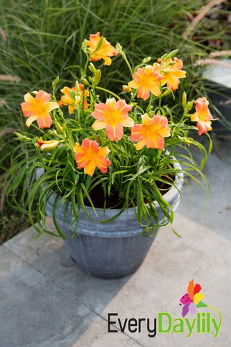 Hemerocallis (Day Lily) Punch Yellow 3 Litre