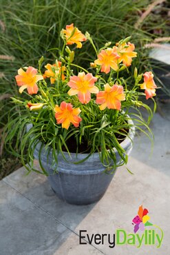 Hemerocallis (Day Lily) Punch Yellow 3 Litre