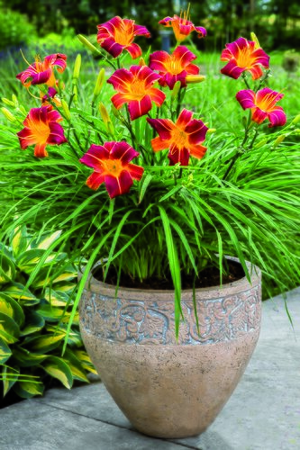 Hemerocallis (Day Lily) Red Ribs 3 Litre