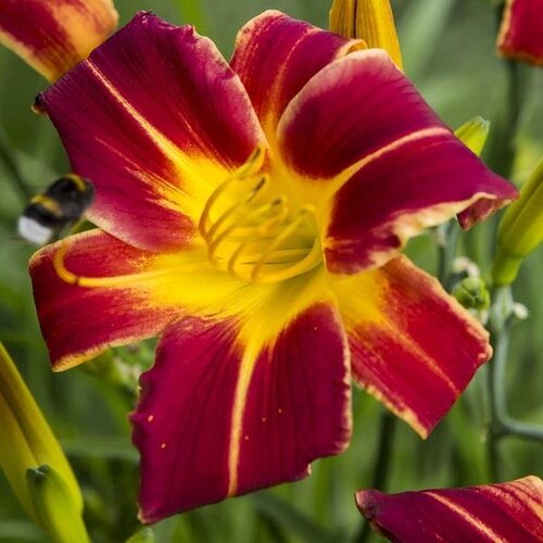 Hemerocallis (Day Lily) Red Ribs 3 Litre
