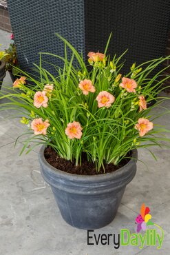 Hemerocallis (Day Lily) Rose 3 Litre